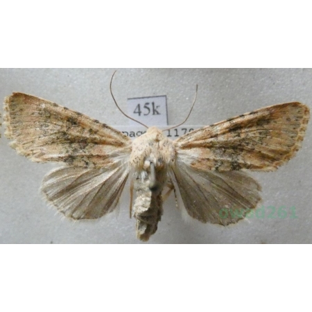 Polymixis argillaceago (Hübner, 1822) Spain45k